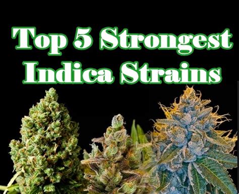 strongest indica strains